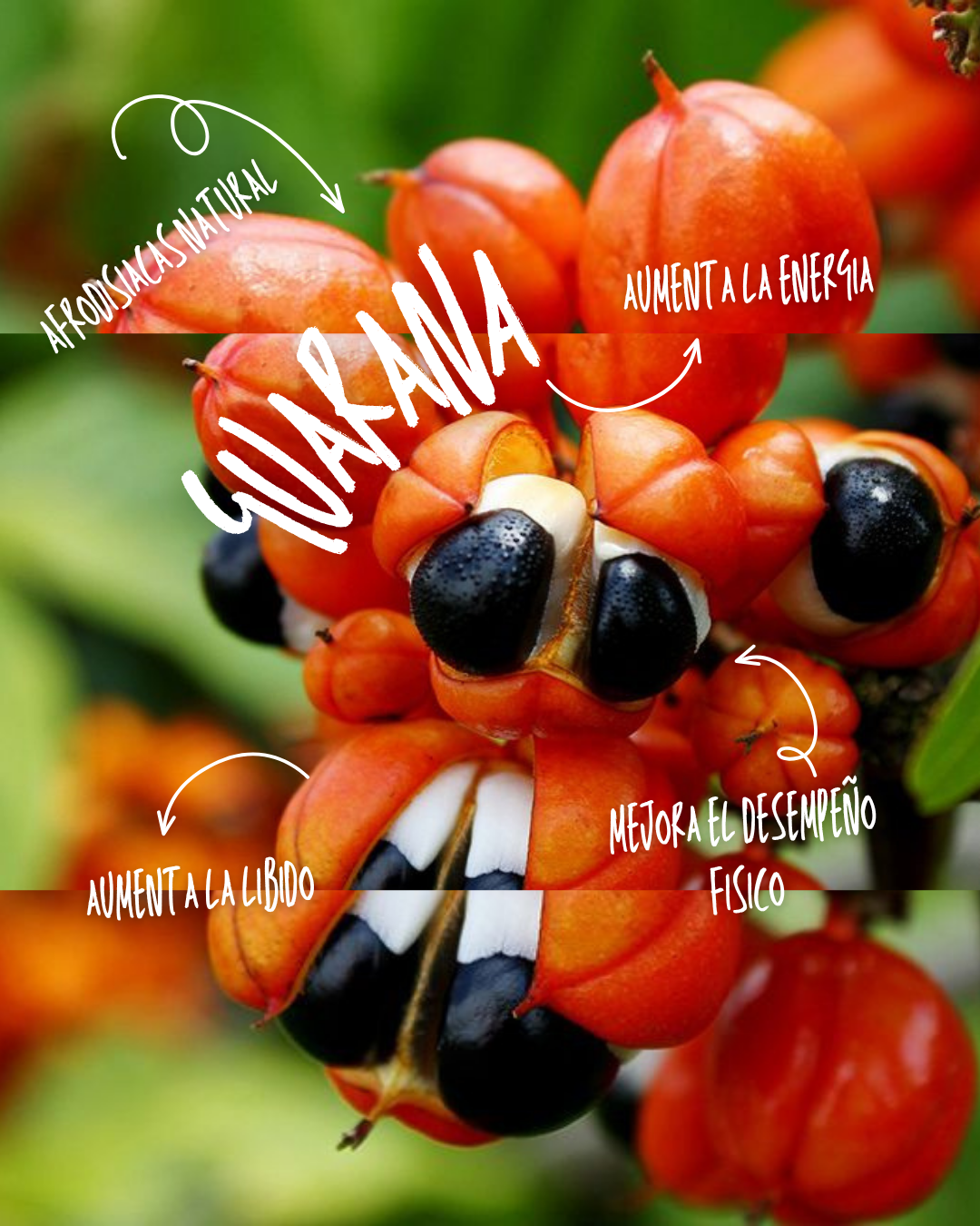 GOMAS ALPHAMEN  BOROJO VITALCOM X60